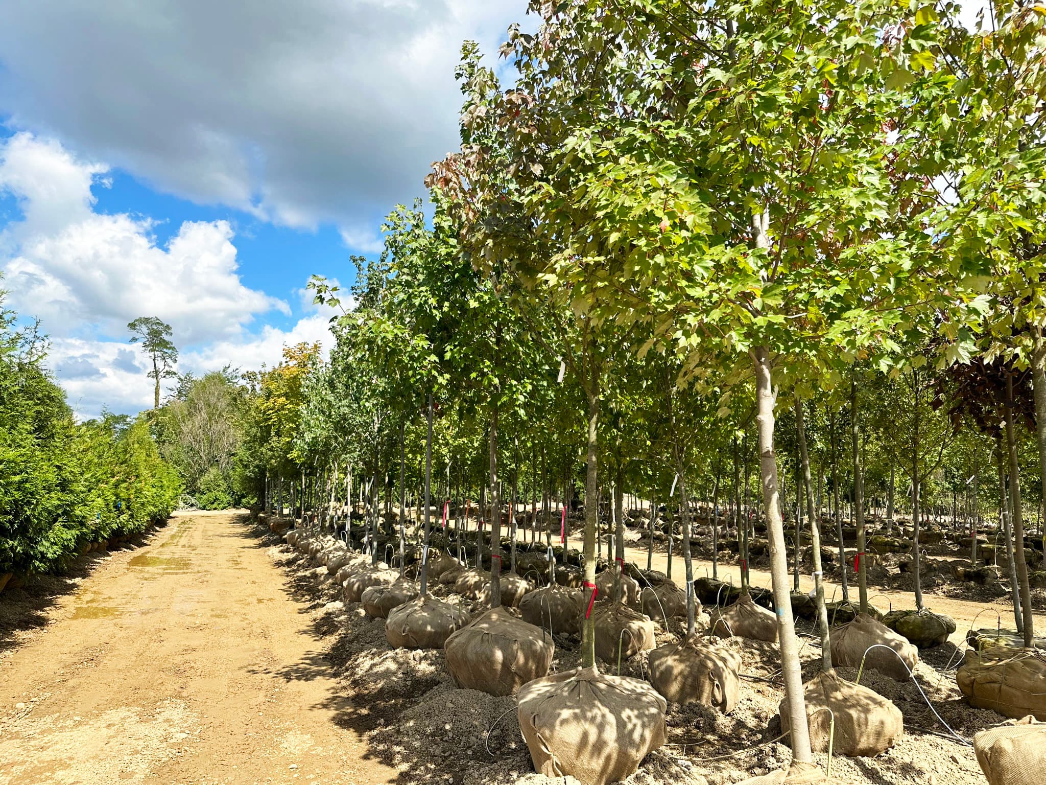 Rows of balled and burlapped shade trees in the Rusty Oak field