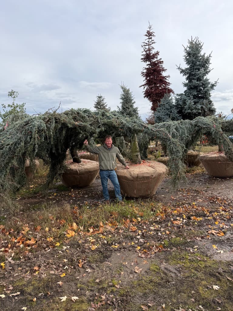 Weeping Blue Cedar