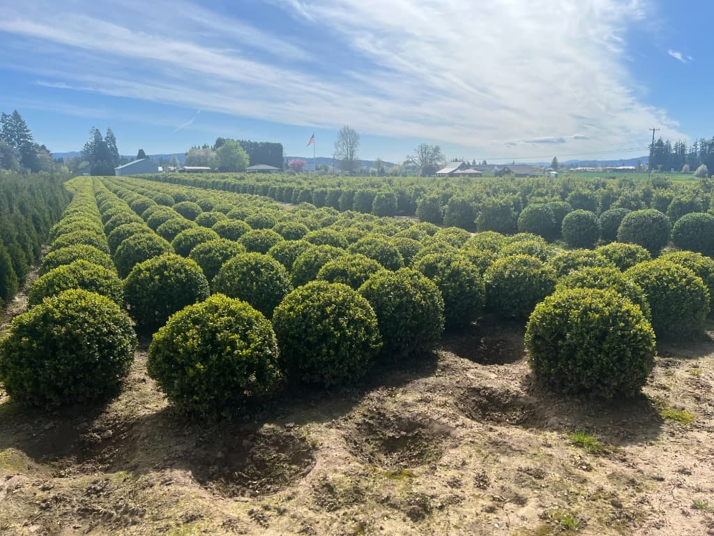 Boxwood Globes