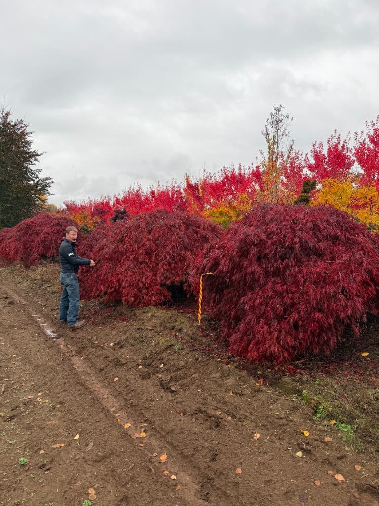Red Japanese Maple