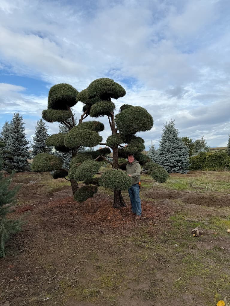 Native Eco-Restoration Plants